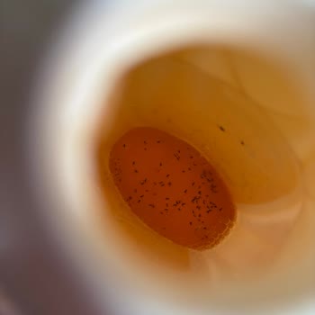 Bulaşık Deterjanında Böcek Şoku!