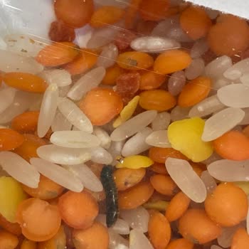 Çocuklara Yönelik Havuçlu Çorbada Kurt Çıkması Ve Hijyen Endişesi