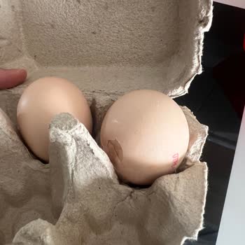 Kırık Ve Kokmuş Yumurta Teslimatı, İade Talebim Cevapsız Kaldı