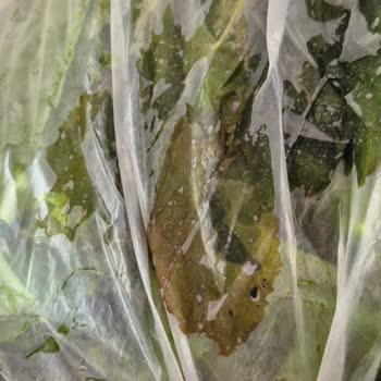 Bosch Buzdolabında Kronik Arıza Ve Yetersiz Servis Mağduriyeti