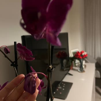 Hasarlı Orkide Ve İlgisiz Müşteri Hizmetleri Mağduriyeti