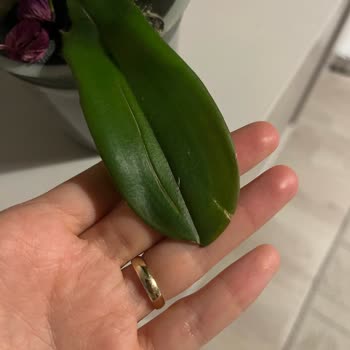 Hasarlı Orkide Ve İlgisiz Müşteri Hizmetleri Mağduriyeti