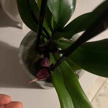 Hasarlı Orkide Ve İlgisiz Müşteri Hizmetleri Mağduriyeti