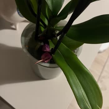 Hasarlı Orkide Ve İlgisiz Müşteri Hizmetleri Mağduriyeti