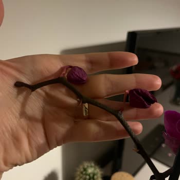 Hasarlı Orkide Ve İlgisiz Müşteri Hizmetleri Mağduriyeti