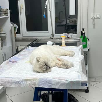 Pati Avrupa Veteriner Polikliniği İşlemlerle İlgili Yeterli Ve Şeffaf Bir Bilgilendirme Yapılmadı