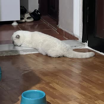 Pati Avrupa Veteriner Polikliniği İşlemlerle İlgili Yeterli Ve Şeffaf Bir Bilgilendirme Yapılmadı