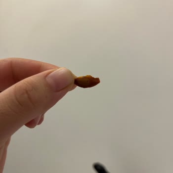 Çayda Kayısı Çekirdeği Çıkması Nedeniyle Sağlık Ve Güvenlik Endişesi