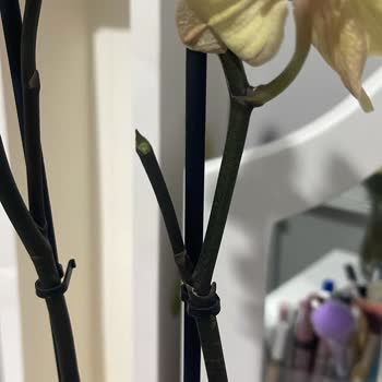 İstanbul Çiçekleri Muhatap Bulamadım