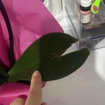 İstanbul Çiçekleri Muhatap Bulamadım