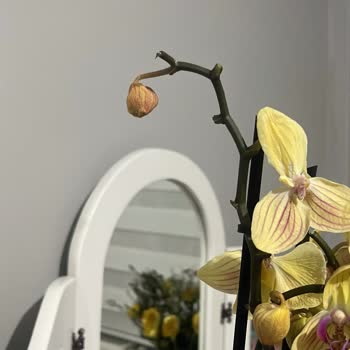 İstanbul Çiçekleri Muhatap Bulamadım