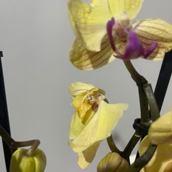 İstanbul Çiçekleri Muhatap Bulamadım