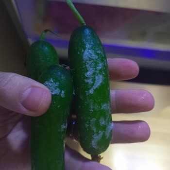 Beko Buzdolabı Sebzeleri Donduruyor, Çözüm Sunulmuyor