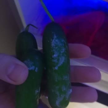 Beko Buzdolabı Sebzeleri Donduruyor, Çözüm Sunulmuyor