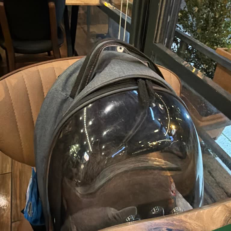 Çantada Kediyle Restorandan Kovulmak: Köfteci Yusuf Batışehir Şubesi Hayal Kırıklığı