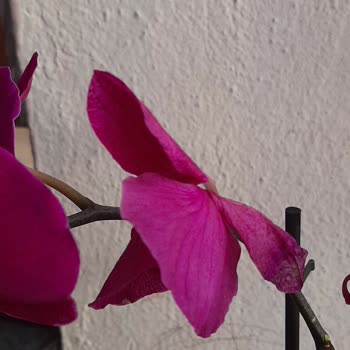 Solmuş Orkide Hediyesi Ve İade Talebim Cevapsız Kaldı