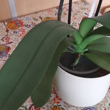 Solmuş Orkide Hediyesi Ve İade Talebim Cevapsız Kaldı