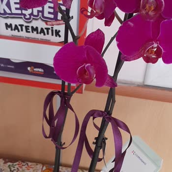 Solmuş Orkide Hediyesi Ve İade Talebim Cevapsız Kaldı