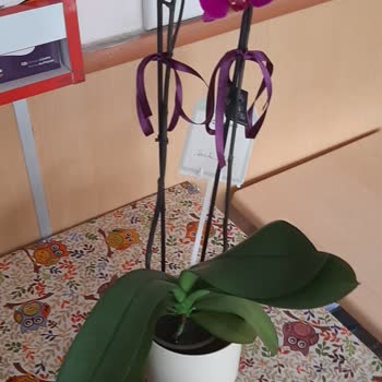 Solmuş Orkide Hediyesi Ve İade Talebim Cevapsız Kaldı