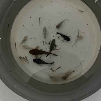 Canlıpetshop Yanlış Ve Kusurlu Balık Gönderimi Sonrası İlgisiz Müşteri Hizmeti