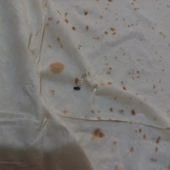 Aldığım Yufkada Sinek Çıktı Hijyen Ve Sağlık Endişesi Yaşadım