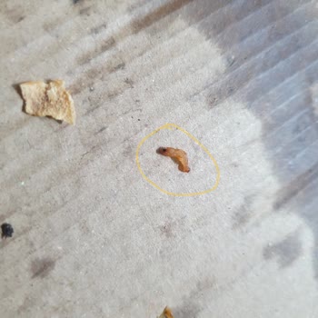 Lavmacun İçinden Böcek Çıktı