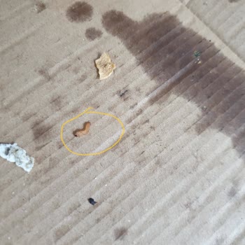 Lavmacun İçinden Böcek Çıktı