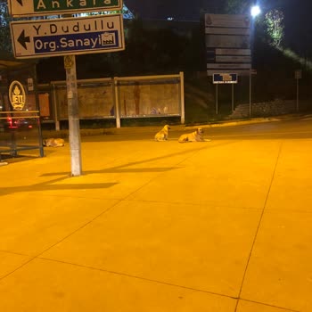 Ümraniye Belediyesi Sokak Köpekleri Nedeniyle Güvenlik Endişesi ve Belediyelerin İlgisizliği