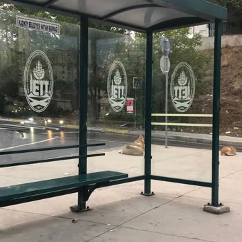 Ümraniye Belediyesi Sokak Köpekleri Nedeniyle Güvenlik Endişesi ve Belediyelerin İlgisizliği