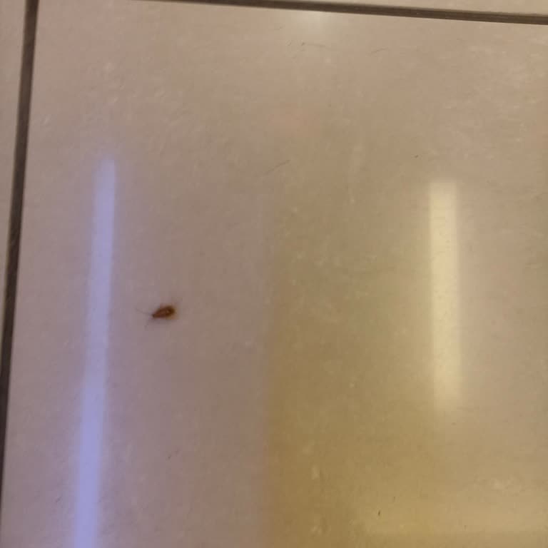 Nautilus AVM'de Hamam Böceği Sorunu Hijyen Endişesi Yaratıyor