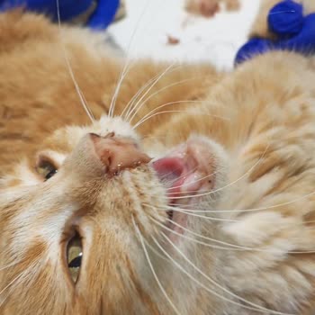 Gebze Belediyesi Veteriner Hizmetlerinde Yetersiz Ve Şeffaf Olmayan Uygulama