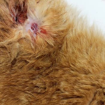 Gebze Belediyesi Veteriner Hizmetlerinde Yetersiz Ve Şeffaf Olmayan Uygulama