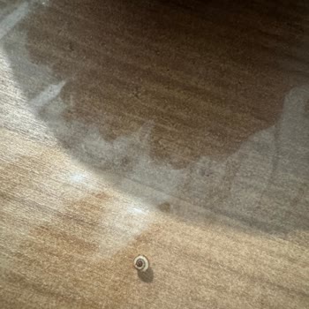 Altınkılıç Bozuk Kefir Ve Keten Tohumundan Salyangoz Çıkması: Gıda Güvenliği İhmali