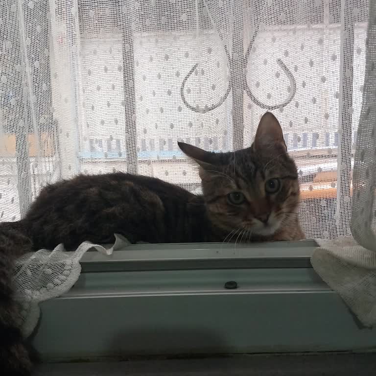 Tedavi İçin Teslim Ettiğim Sokak Kedimden Haber Alamıyorum