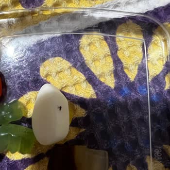 Jelibon Kutusundan Çıkan Yabancı Madde Sağlığımızı Tehdit Ediyor