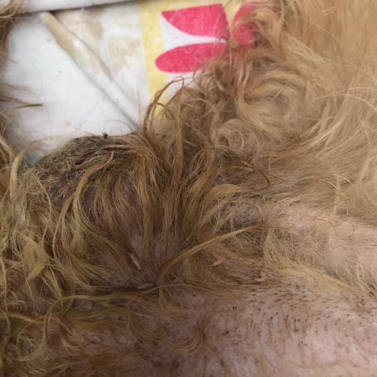 Evcil Hayvanımın Tedavi Sürecinde Yaşadığım İlgisizlik Ve Hijyen Sorunları