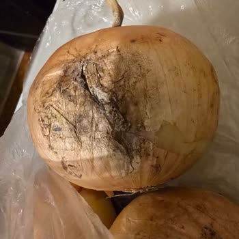 Дикси Недовоз И Привезли Испорченный Товар