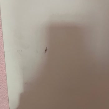 Satın Aldığım Teşhir Ürünler Teslim Edilmedi, Mağdur Edildim!