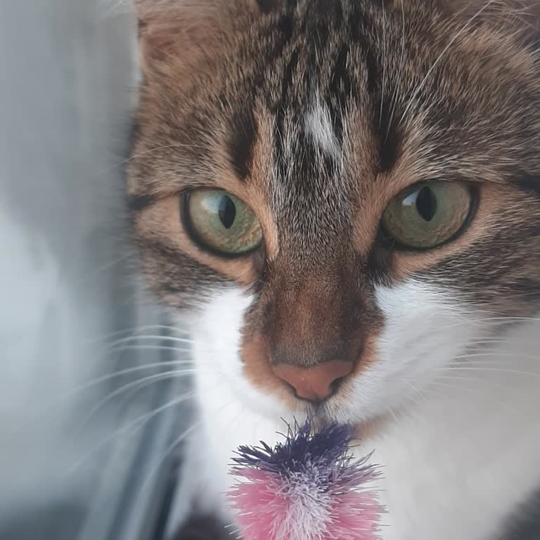 Parodontax Diş Fırçası 2 Günde Deforme Oldu