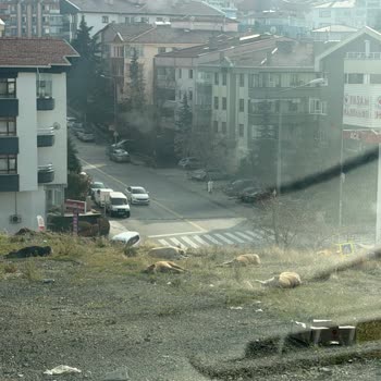 Saldırgan Sokak Köpekleri İçin Acil Çözüm Bekliyoruz