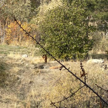 Saldırgan Sokak Köpekleri İçin Acil Çözüm Bekliyoruz