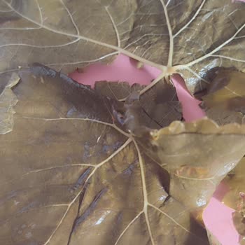 Organik Diye Aldığım Salamura Yaprak Hayal Kırıklığına Uğrattı