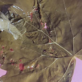 Organik Diye Aldığım Salamura Yaprak Hayal Kırıklığına Uğrattı