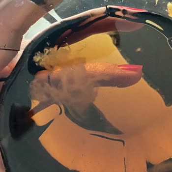 Satın Aldığım Soğuk Çayda Yosun Benzeri Parçalar Çıktı, İade Ve İnceleme Talebim Var