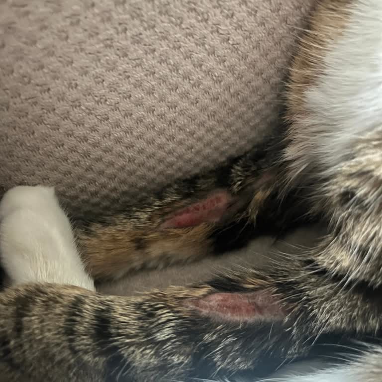 Klinikus Veteriner Şikayetçiyim