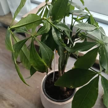 Siparişimde Gelen Pachira Bitkisi Kurumuş Ve Kırık Çıktı