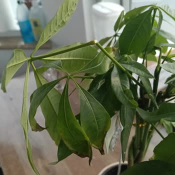 Siparişimde Gelen Pachira Bitkisi Kurumuş Ve Kırık Çıktı