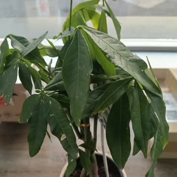 Siparişimde Gelen Pachira Bitkisi Kurumuş Ve Kırık Çıktı