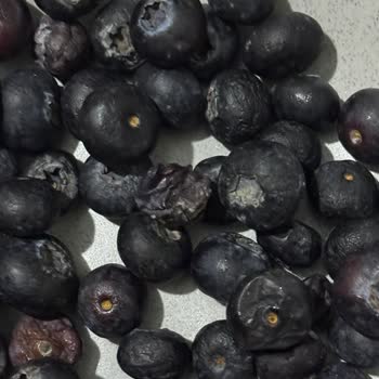 Migros’tan Gelen Bozuk Meyve Sebzeler Ve Umursamaz Müşteri Hizmeti