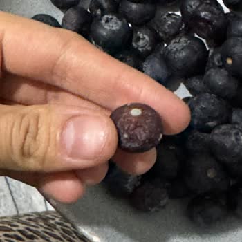 Migros’tan Gelen Bozuk Meyve Sebzeler Ve Umursamaz Müşteri Hizmeti